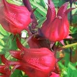 Semilla de rosella: análisis y comparativa de los mejores productos de herbolario