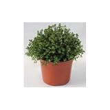 Tomillo -planta aromática viva- maceta 19cm