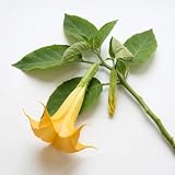 15 Semillas de Trompeta de Ángeles Amarillo (Brugmansia suaveolens) - SemiSauvage Permaculture