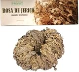 Rosa de Jericó Grande INKANAT - La Planta de la Resurrección y de la Fertilidad