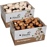 Hawlik Pilzbrut - Juego de cultivo XXL - 2 cajas de cría de champiñon portobello - setas autocultivo - fácil de cultivar champiñones - sin conocimientos previos - kit cultivo setas