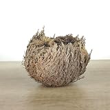 Rosa de Jerico grande (8 * 7 * 7 cm) - Germigarden - Planta resurrección