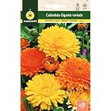 Mascarell Semillas, CALENDULA GIGANTE VARIADA, Semillas Caléndula Gigante, Colores Variados Amarillos y Naranjas, Altura 20-50 Cm, Semillas de Flores Exterior para Decoración, 3 Gramos