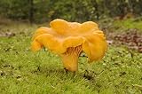 Cantharellus setas: análisis y comparativa de los mejores productos de herbolario a base de rebozuelo
