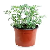 Sin marca Ruda (Maceta 10,5 cm Ø) - Planta Viva - Planta aromatica