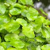 Centella asiatica - esotiche organico in vaso balcone 100semi