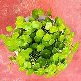 Centella asiatica - jardín raras invernaderos decoración 50semillas