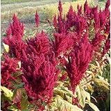 Amaranto Katia - Amaranthus hypochondriacus 25+ semillas - Semillas Am 086