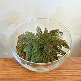 Rosa de Jericó | Planta de la resurrección | Planta mística | Planta para meditación y decoración |Bulbo de Flor | Planta Interior