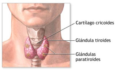 Tiroides Glándula