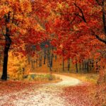 Suplementos naturales para el otoño